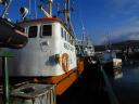 Merlin Diver in Dingle